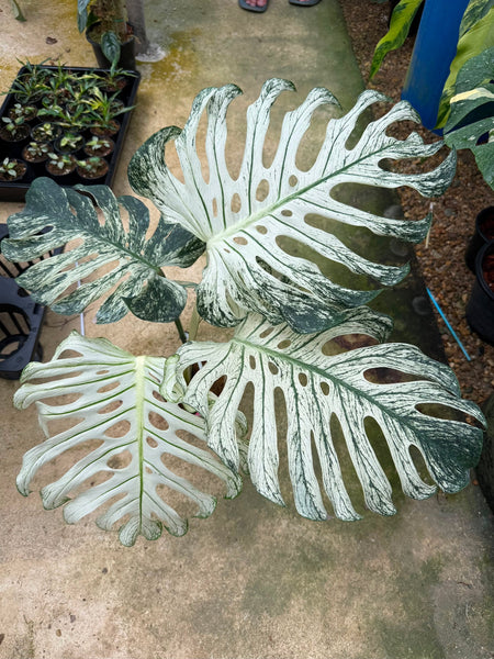 Monstera devil monster large unacclimated (Thailand)