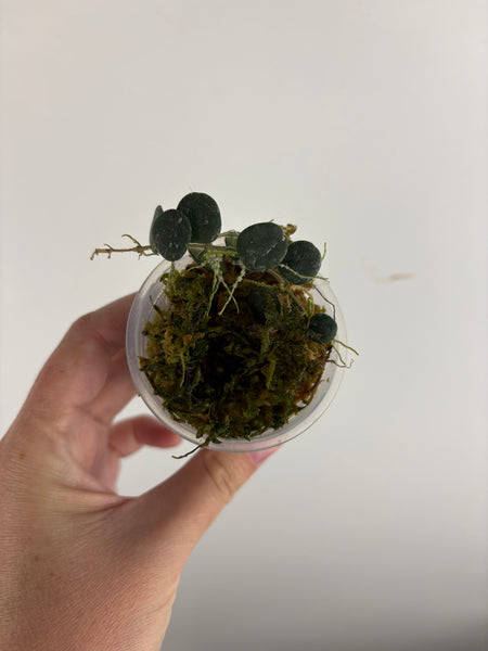 Hoya Serpens C