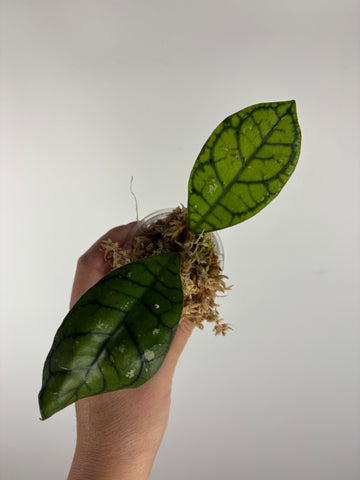 hoya callistophylla vena 1