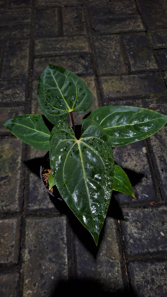 anthurium Bvit x rvdp
