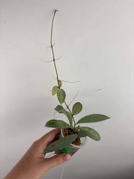 Hoya lacunosa winter pandora D