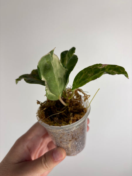 Hoya candy