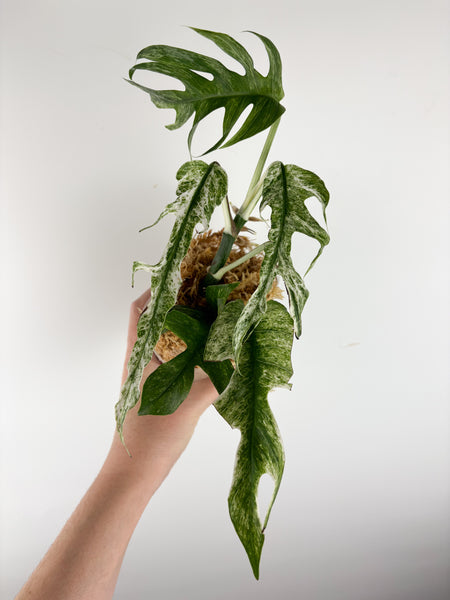 Epipremnum pinnatum devil monster