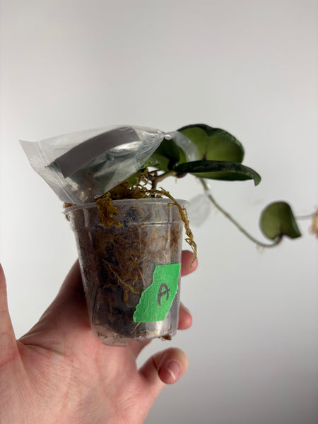 hoya cinnamomifolia x imbricata A