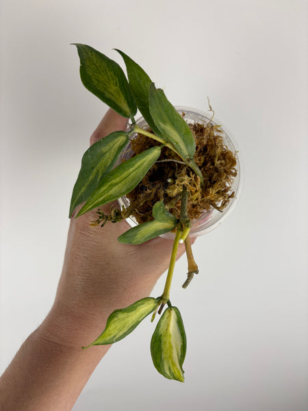 Hoya polyneura inner variegated full plant