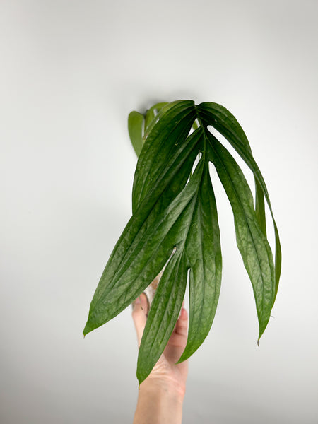 monstera subpinnata