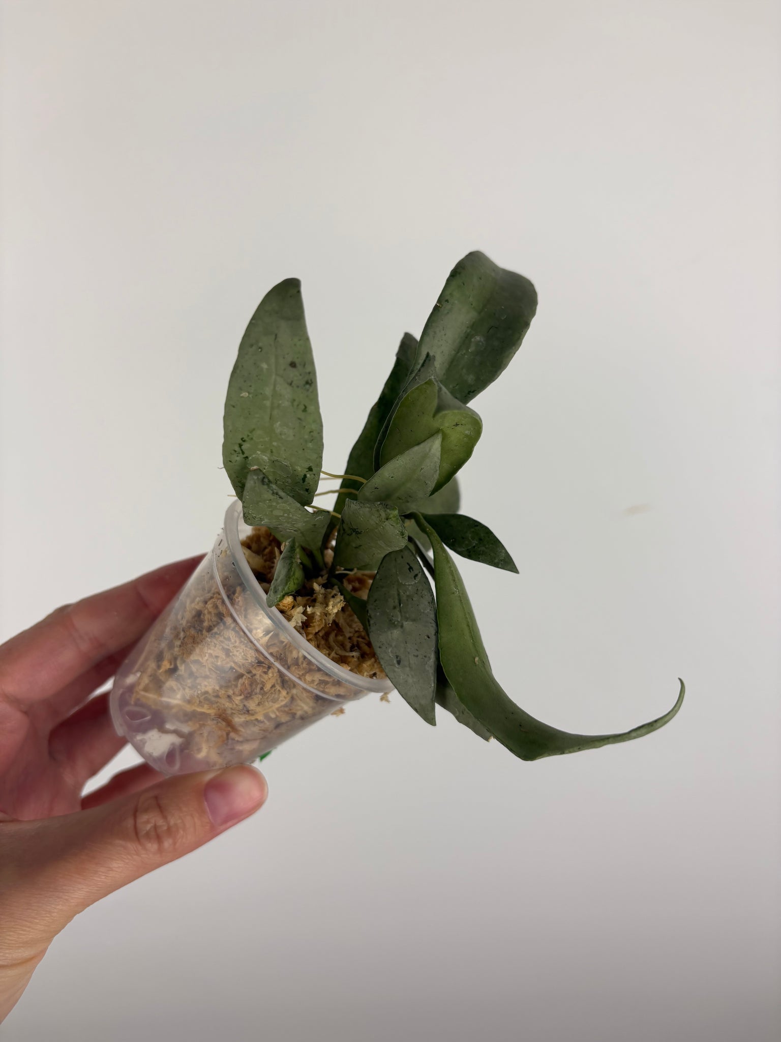 hoya lacunosa silver silvana 4