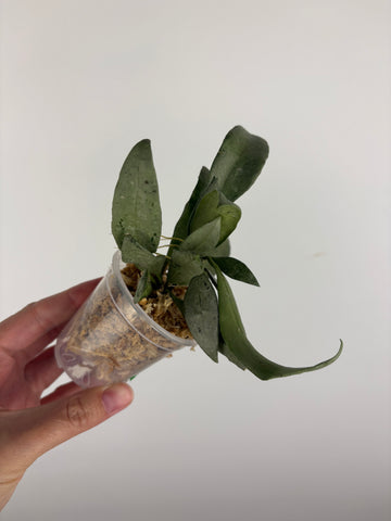 hoya lacunosa silver silvana 4