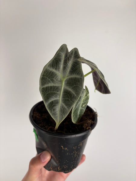 Alocasia Watsoniana aurea variegated C