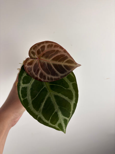 Anthurium Red tiger x red crystal A