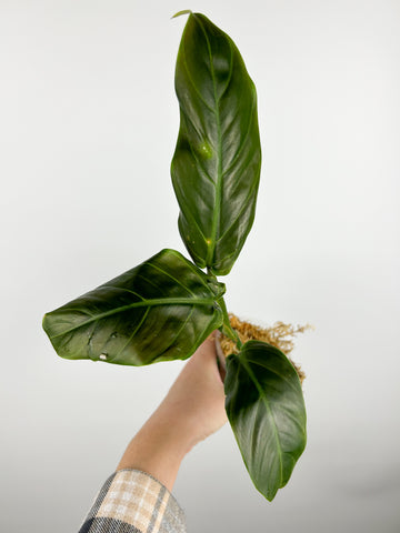 philodendron subhastatum variegated A AS IS - not rooted