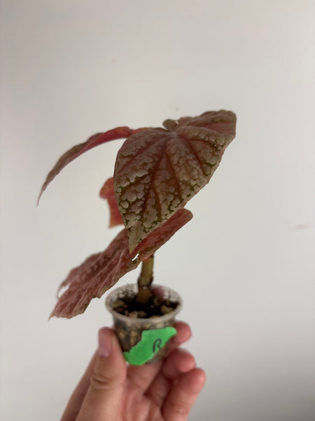 begonia snow capped variegated B