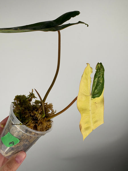 Philodendron billietiae variegated A