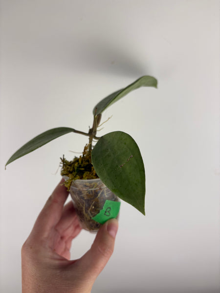 Hoya Glabra silver B
