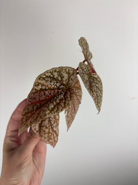 begonia snow capped variegated B