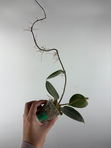 hoya verticillata silver heart