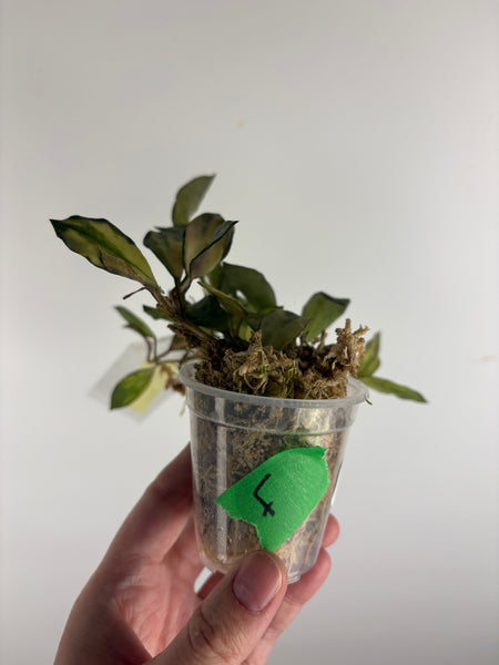 hoya lacunosa minara F