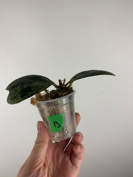 hoya deykeae morning dew B