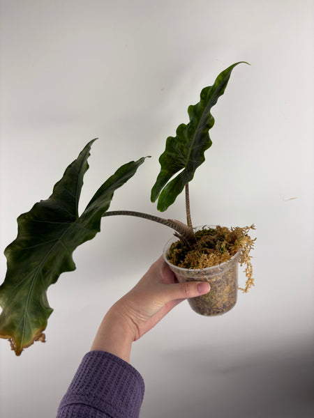 Alocasia keris sp sulawesi