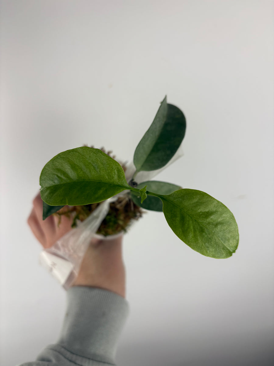 Hoya Multiflora wonderphil silver A – We Pot Plants