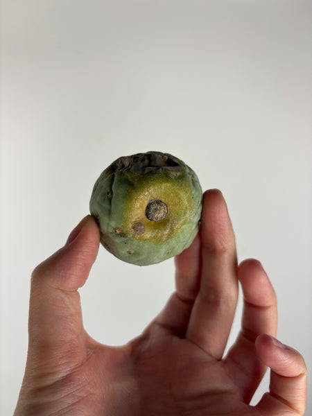 Tephrocactus geometricus 2