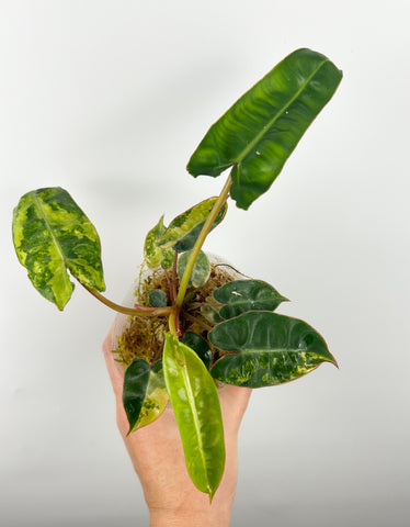 Philodendron billietiae variegated