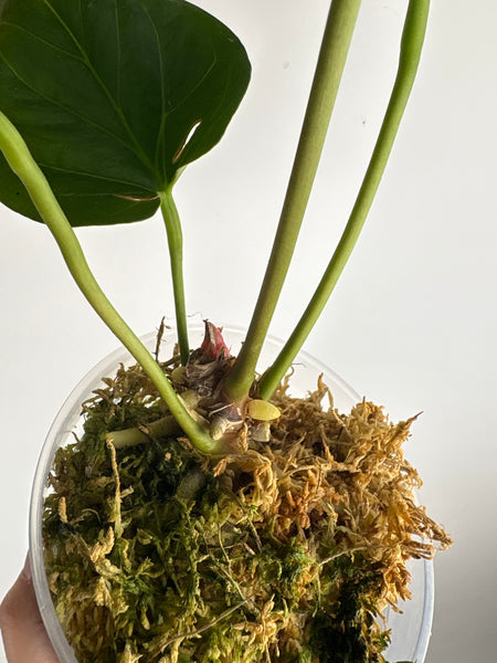 Anthurium king of spades G large