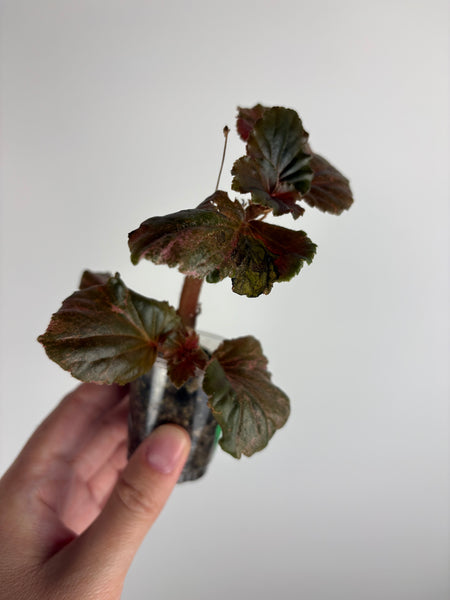 begonia cucullata pink low var C