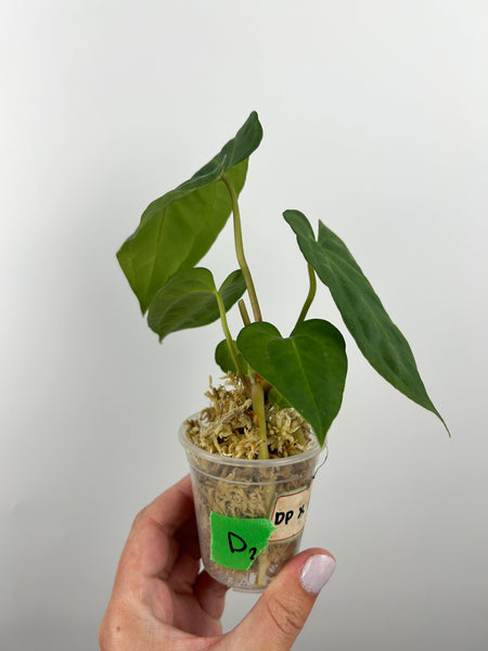 Anthurium dark phoenix x dark panama Indonesia D2