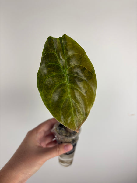 Alocasia cuprea latte