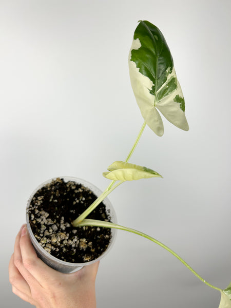 Alocasia macrorrhiza variegata