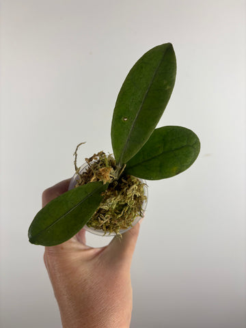 Hoya aff forbesii silver 2