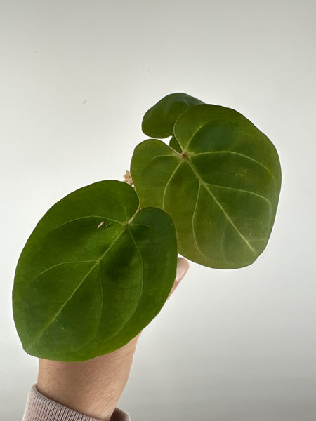 Anthurium hoffmanii x AOS 3