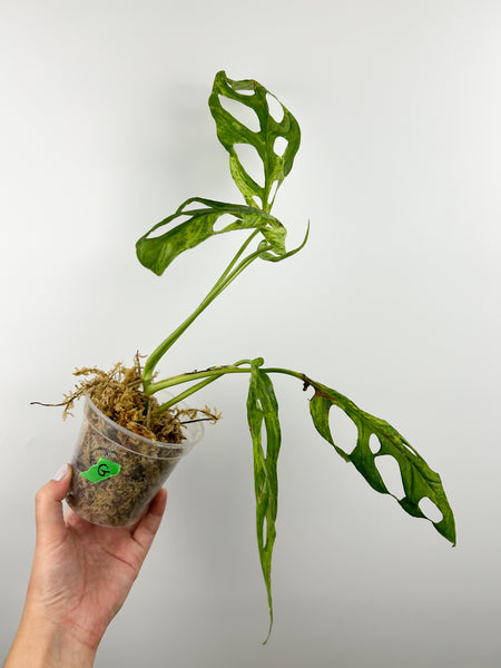 Monstera adansonii indo mint/marble G