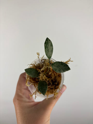 Hoya sp. Kalimantan ('Mini Coin' silver) 2