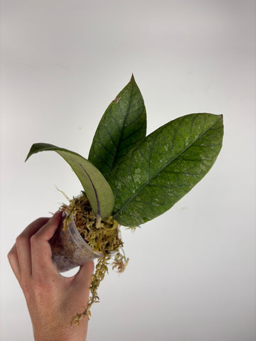 Hoya Meredithii Sp Aceh 4A