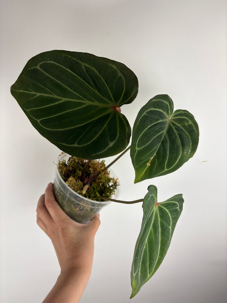 Anthurium king of spades (butterfly) D large