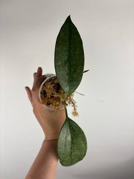 Hoya Latifolia 'rimba perak' B2