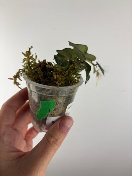 Hoya lacunosa golden flame 1