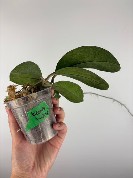 Hoya sp kapuas hulu silver 1