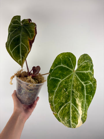 Anthurium crystallinum Petir variegated - Double growth point