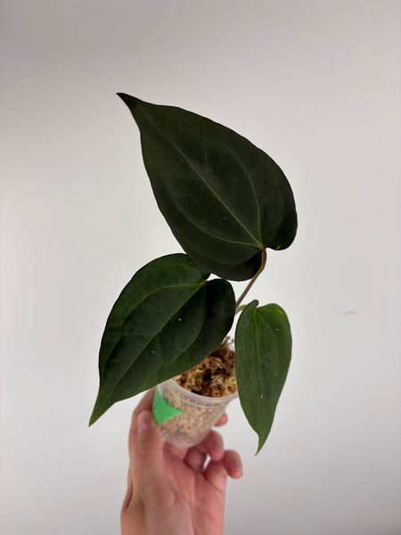 Anthurium king of spades x Fort Sherman A
