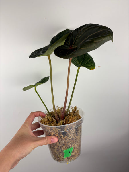 Anthurium king of spades large B