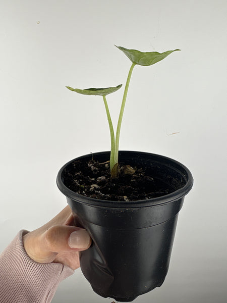 Alocasia dragon scale mint 4 inch G
