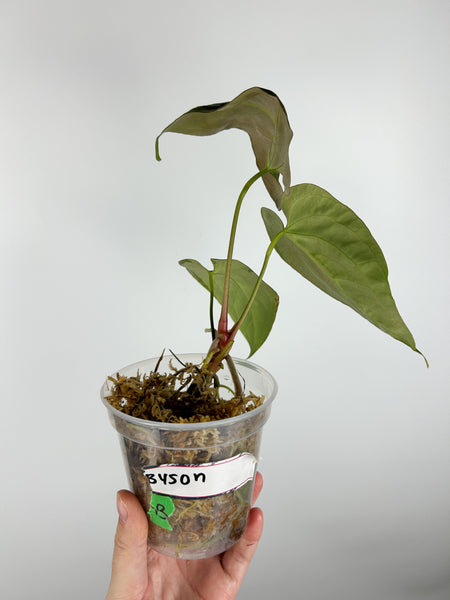 Anthurium bison B as is