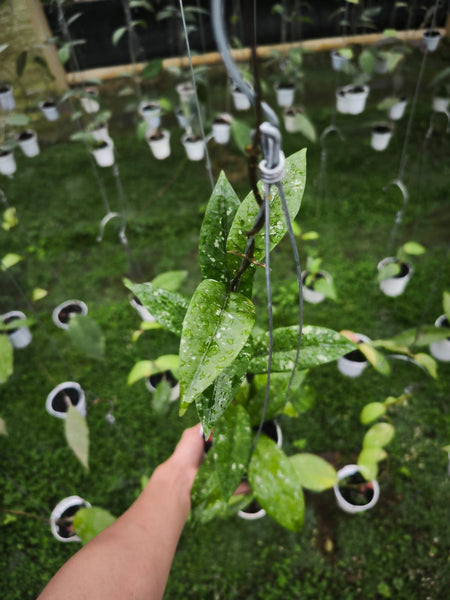 Hoya Sp aceh yoru unacclimated