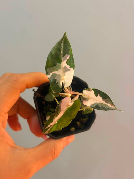 Alocasia bambino lava (Thailand) unacclimated