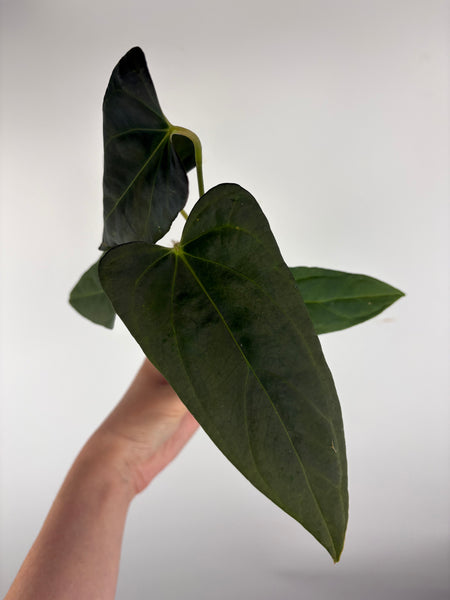 Anthurium Black sweet x blue pap B