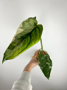 syngonium chiapense variegated B