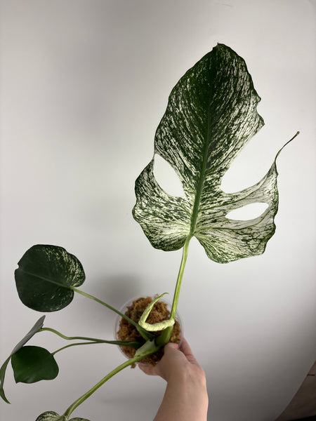 Monstera devil (Thailand)